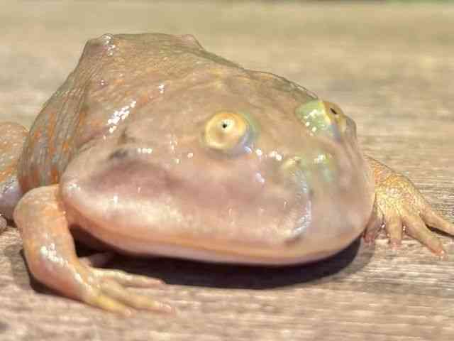 oWFbgKG