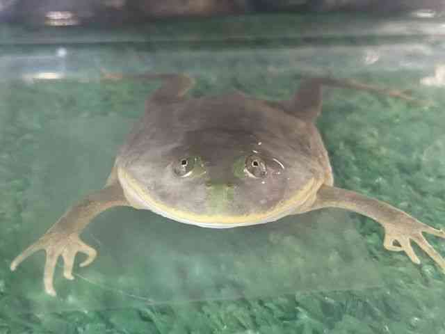 oWFbgKG