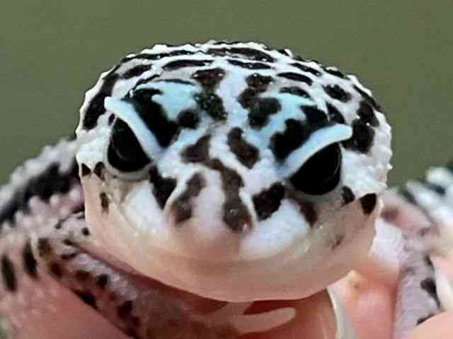 qEgJQhL