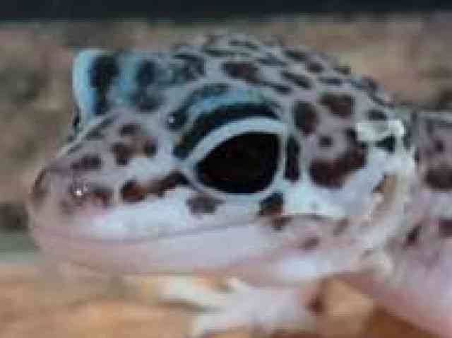 qEgJQhL