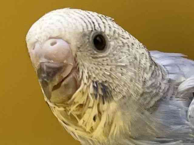 ZLZCCR