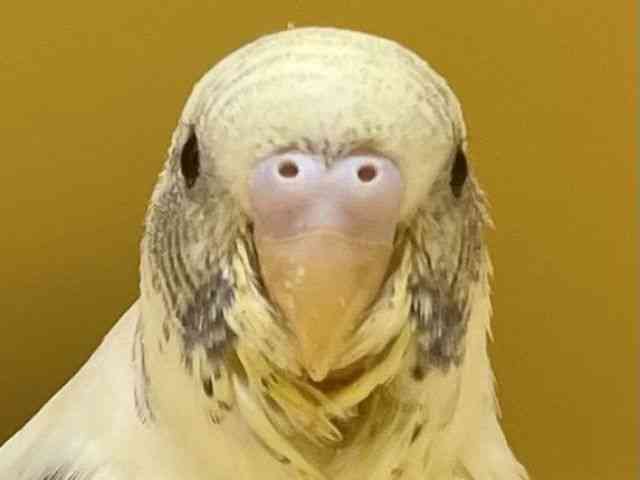 ZLZCCR