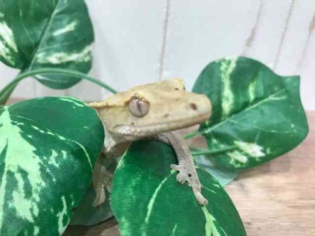 NXebhQbR[