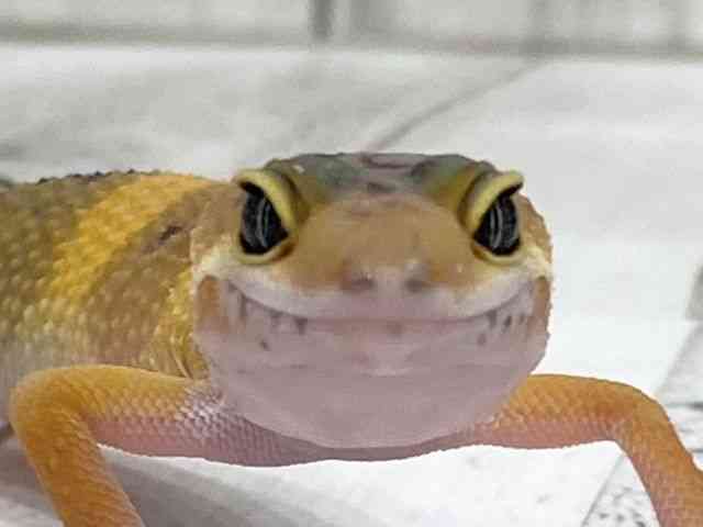 qEgJQhL