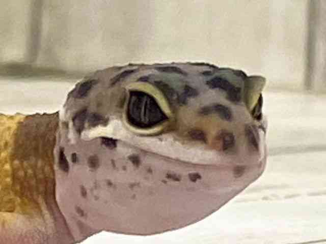 qEgJQhL
