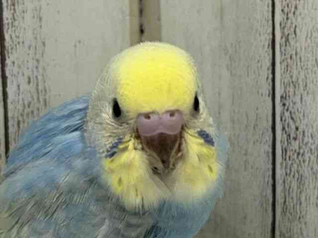 ZLZCCR