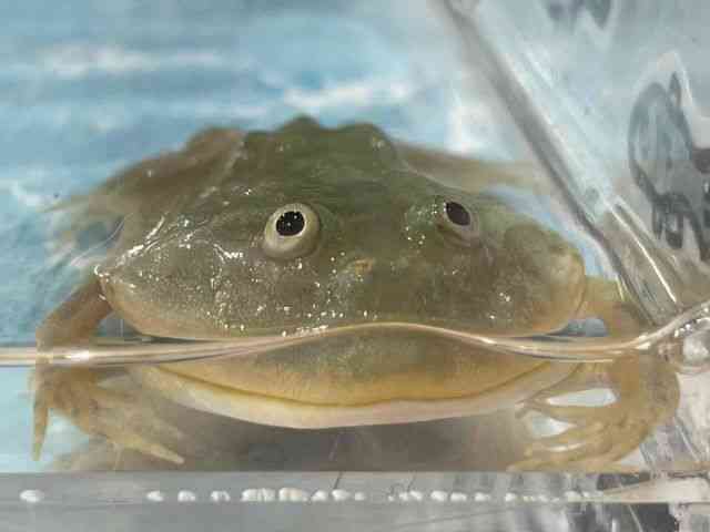 oWFbgKG