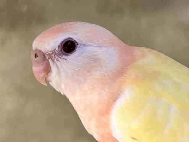 ALNTCR