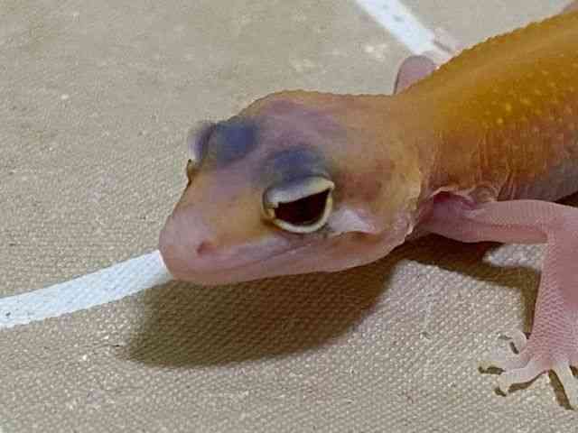 qEgJQhL