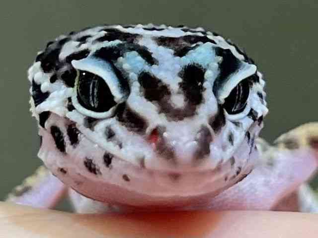 qEgJQhL