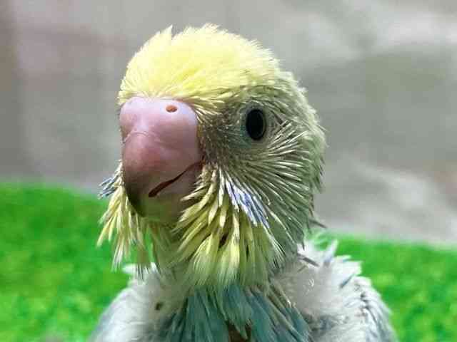 ZLZCCR