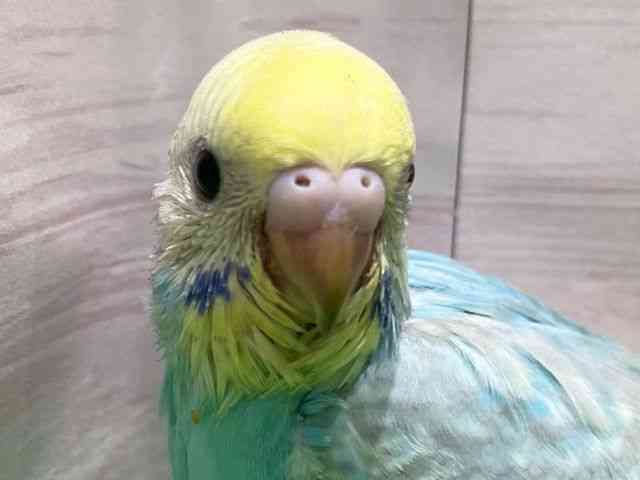 ZLZCCR