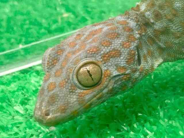 gbPC