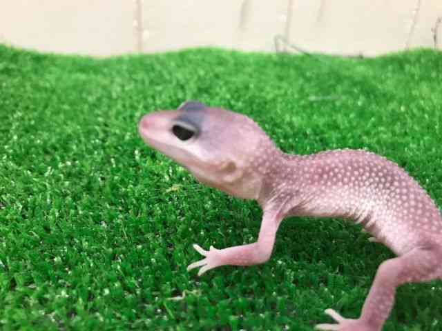 qEgJQhL
