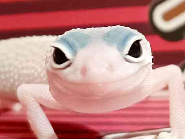 qEgJQhL