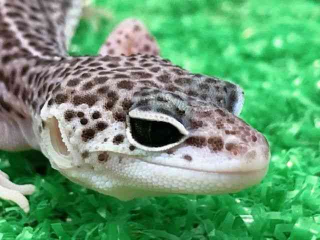 qEgJQhL