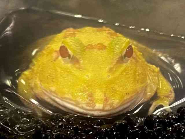 NEFcmKG