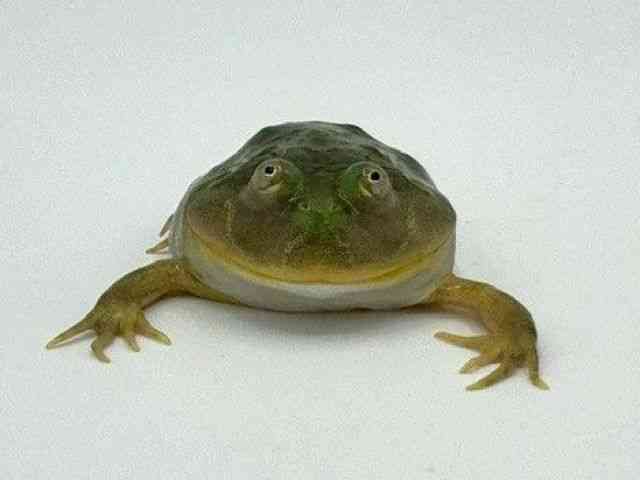 oWFbgKG