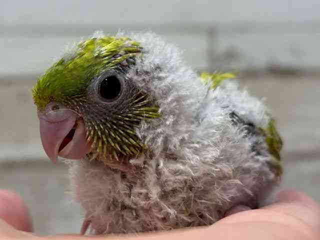 TUi~CR