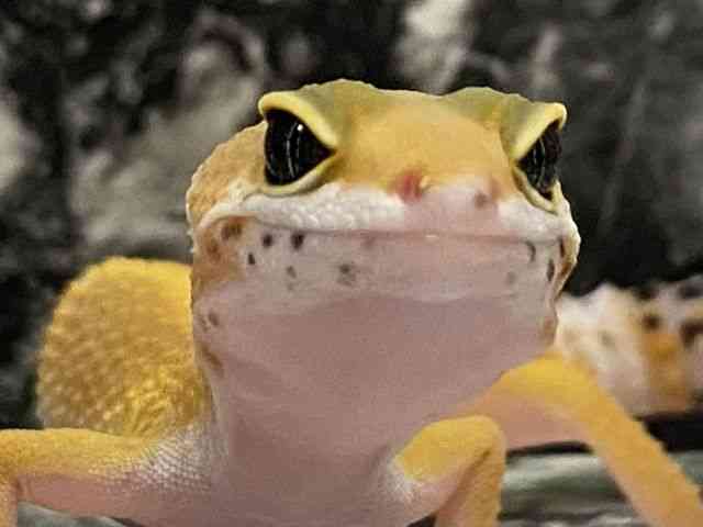 qEgJQhL