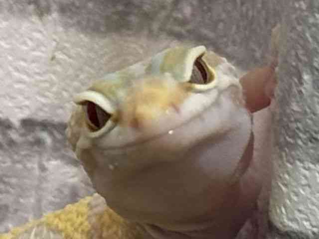 qEgJQhL