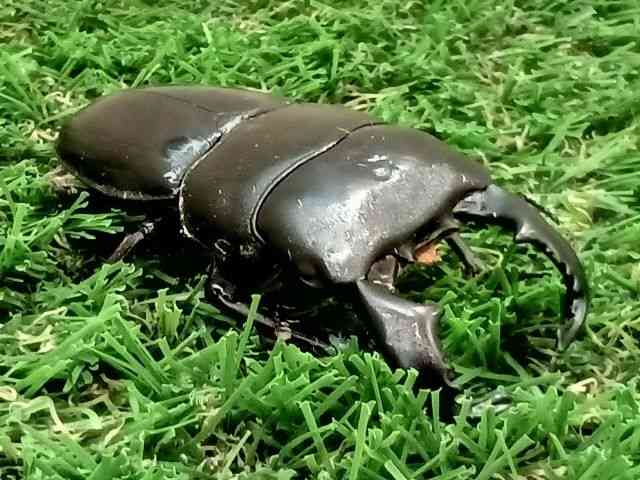 OY