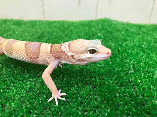 qEgJQhL
