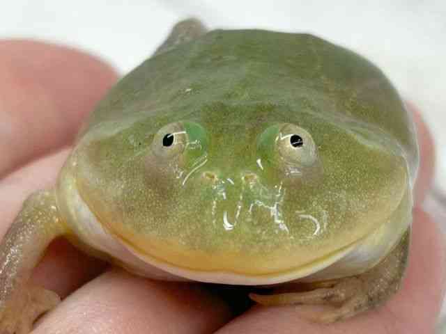 oWFbgKG