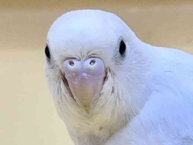 ZLZCCR