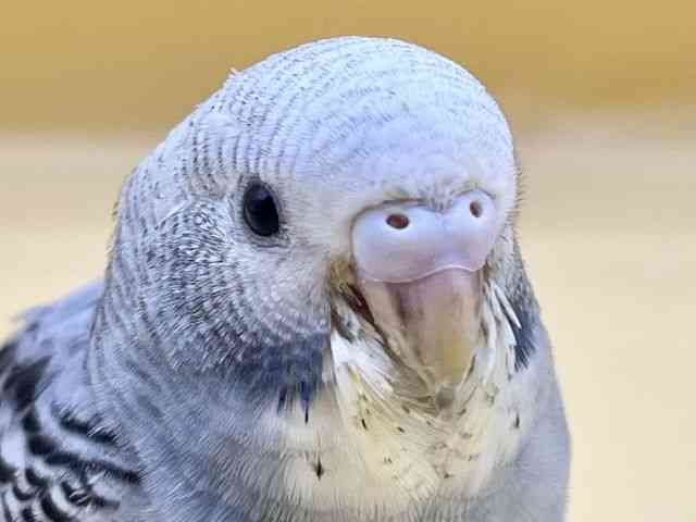 ZLZCCR