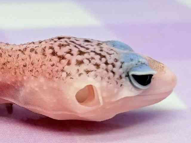 qEgJQhL