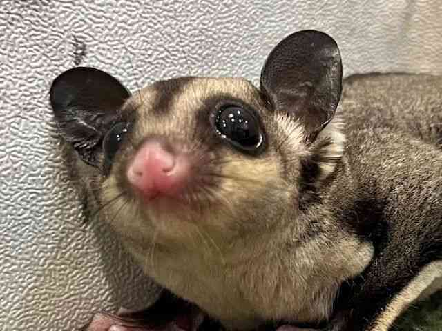 tNK