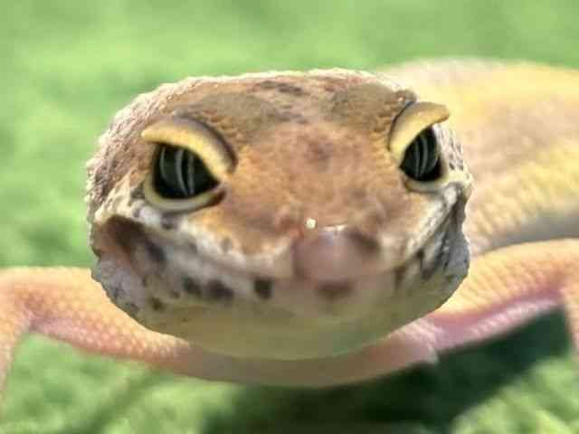 qEgJQhL
