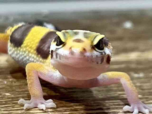 qEgJQhL