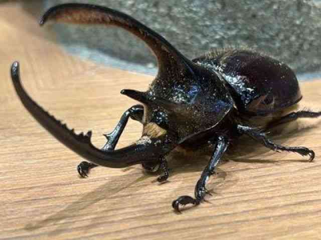 OY