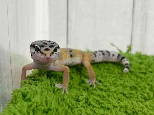 qEgJQhL