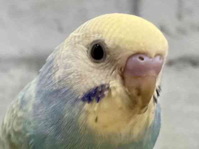ZLZCCR