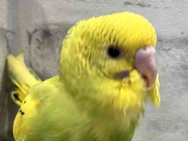ZLZCCR