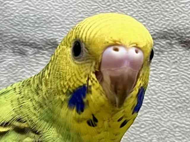 ZLZCCR