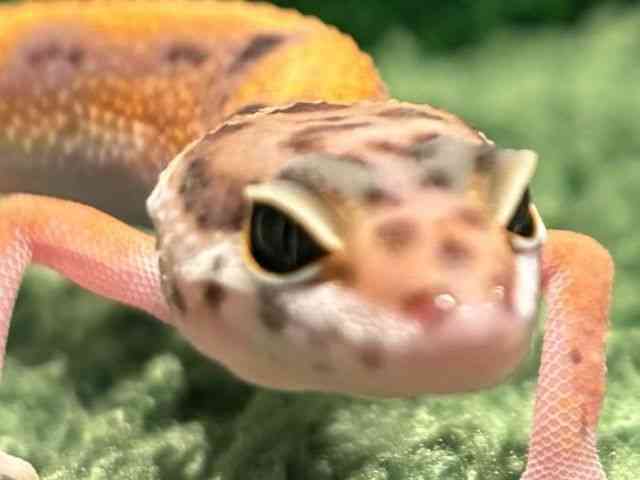 qEgJQhL