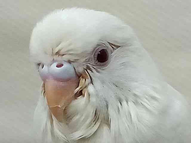ZLZCCR