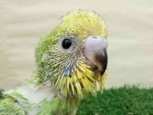 ZLZCCR