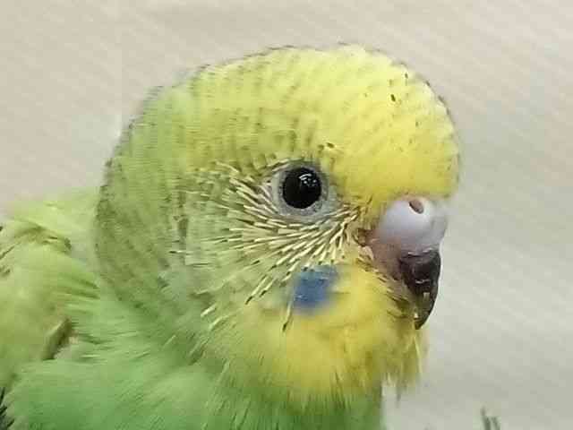 ZLZCCR