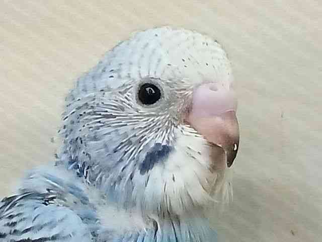 ZLZCCR