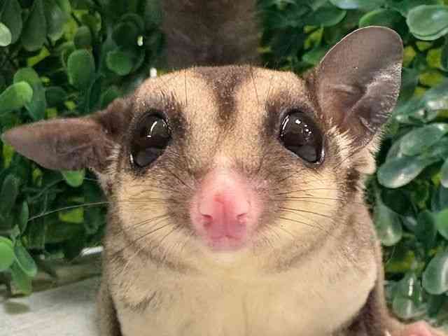 tNK