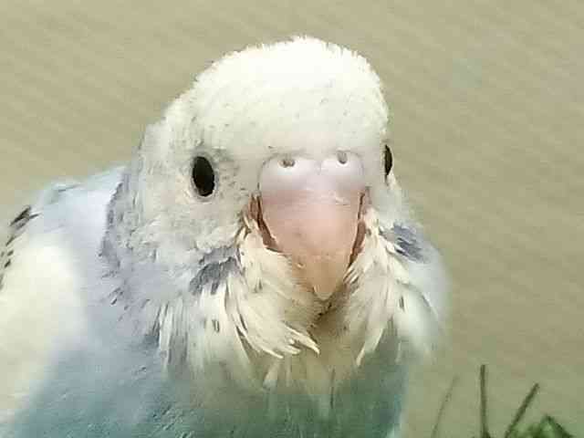 ZLZCCR