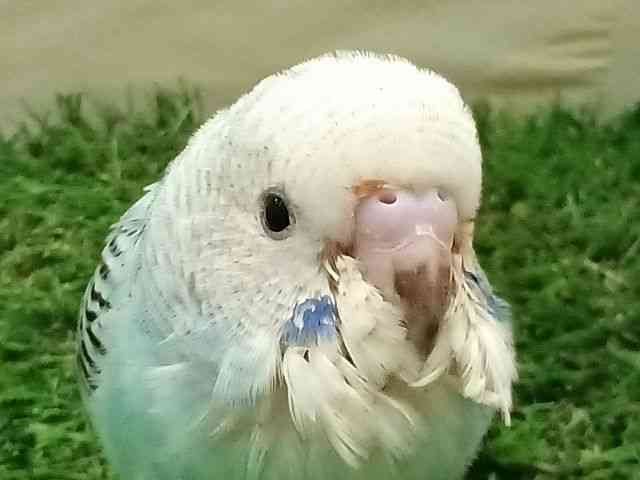 ZLZCCR