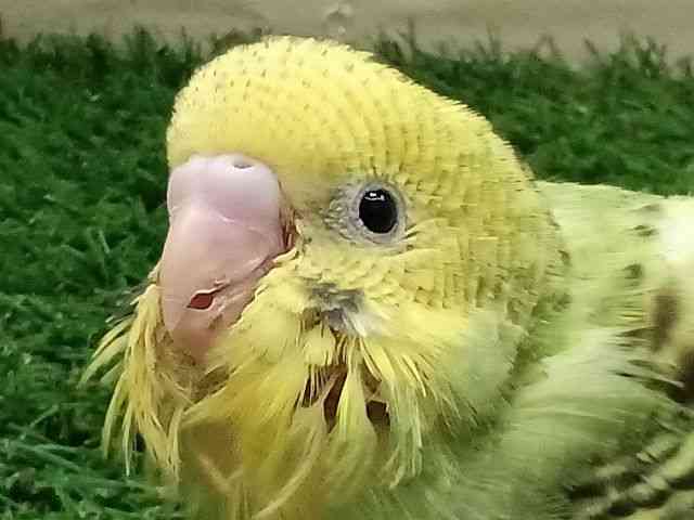ZLZCCR