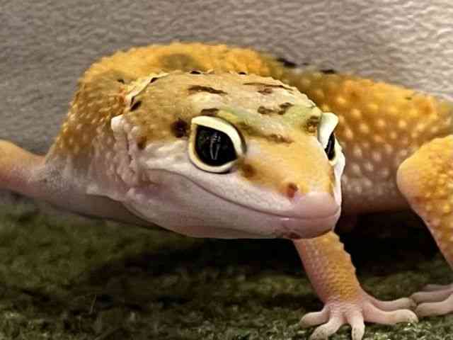 qEgJQhL