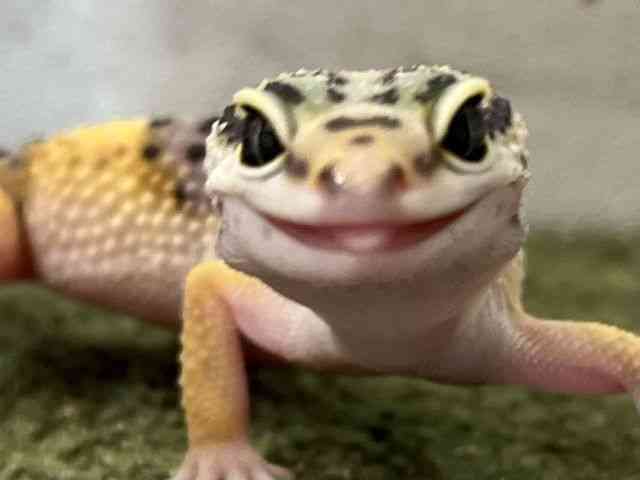 qEgJQhL